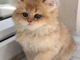 Olağanüstü Güzellikte British Longhair Yavrumuz