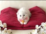 Scottish Fold Dişi Yavrumuza Yuva Uyguna İstanbul Eyüp