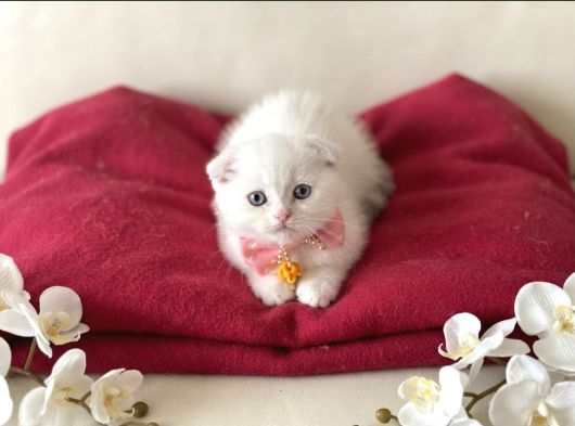 Scottish Fold Dişi Yavrumuza Yuva Uyguna İstanbul Eyüp