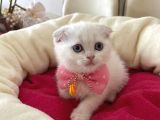 Scottish Fold Dişi Yavrumuza Yuva Uyguna İstanbul Eyüp