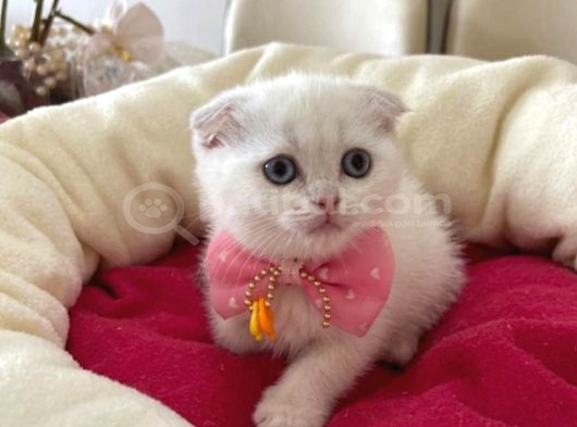 Scottish Fold Dişi Yavrumuza Yuva Uyguna İstanbul Eyüp görsel