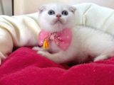 Scottish Fold Dişi Yavrumuza Yuva Uyguna İstanbul Eyüp