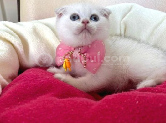 Scottish Fold Dişi Yavrumuza Yuva Uyguna İstanbul Eyüp görsel