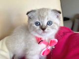 Scottish Fold Dişi Yavrumuza Yuva Uyguna Eyüp İstanbul