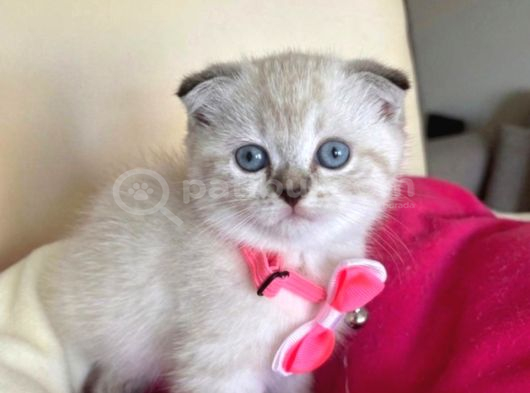 Scottish Fold Dişi Yavrumuza Yuva Uyguna Eyüp İstanbul görsel