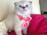 Scottish Fold Dişi Yavrumuza Yuva Uyguna Eyüp İstanbul