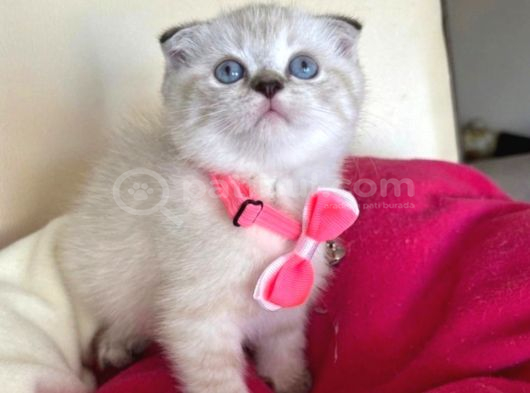 Scottish Fold Dişi Yavrumuza Yuva Uyguna Eyüp İstanbul görsel