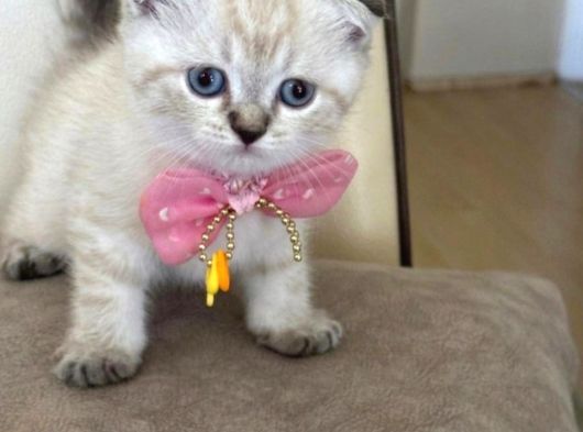 Scottish Fold Dişi Yavrumuza Yuva Uyguna Eyüp İstanbul