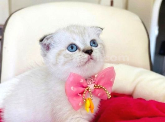 Scottish Fold Dişi Yavrumuza Yuva Uyguna Eyüp İstanbul görsel