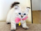 Scottish Fold Dişi Yavrumuza Yuva Uyguna Eyüp İstanbul