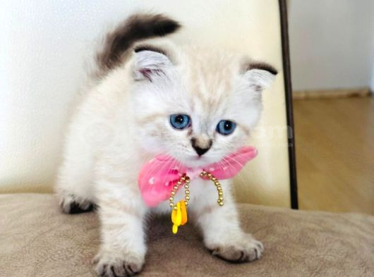 Scottish Fold Dişi Yavrumuza Yuva Uyguna Eyüp İstanbul görsel
