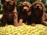 Red Toy Poodle Yavrular