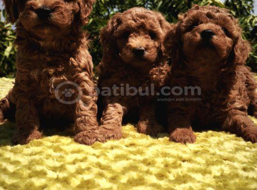 Red Toy Poodle Yavrular