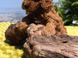 Red Toy Poodle Yavrular