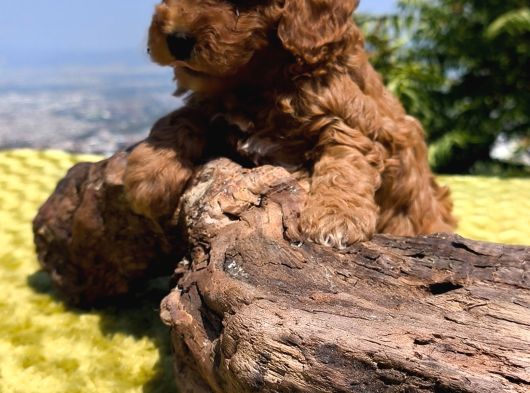 Red Toy Poodle Yavrular görsel