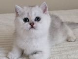 Wcf Sertifikalı Anne Babadan British Shorthair Yavrular
