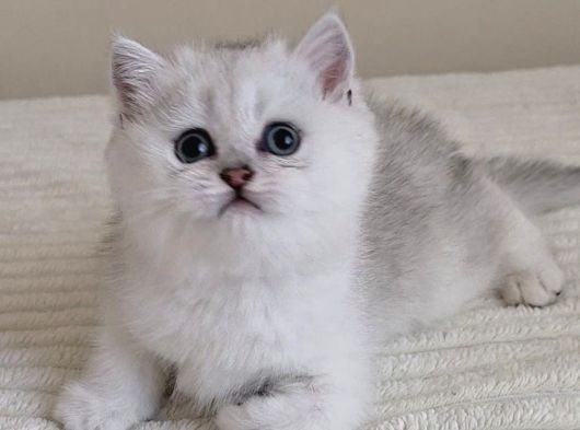 Wcf Sertifikalı Anne Babadan British Shorthair Yavrular görsel
