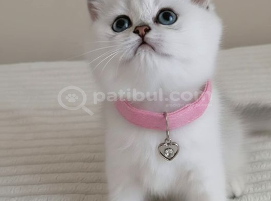 Wcf Sertifikalı Anne Babadan British Shorthair Yavrular