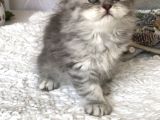 Silver T Longhair Dişi