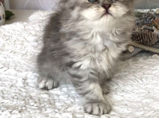 Silver T Longhair Dişi görsel