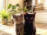 Shorthai̇r Yavrular Hazir