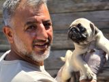 Mükemmel  Kalite Pug Moğs  Yavruları Burkemden