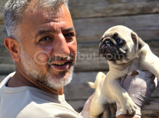 Mükemmel  Kalite Pug Moğs  Yavruları Burkemden görsel