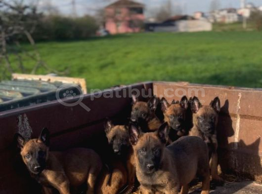 A Kalite Sağlıklı Mali Yavrular görsel