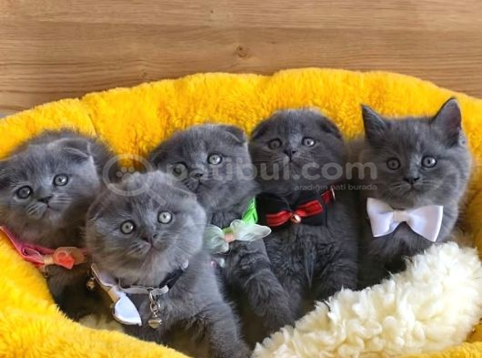 Ayı Suratlı Blue Scotısh Fold Bebeklerim görsel