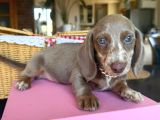 Dachshund Yavrularımız
