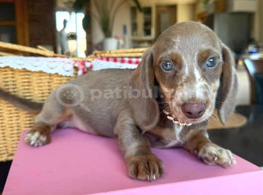 Dachshund Yavrularımız görsel