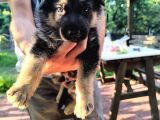 İs Deyisimi Sebebiyle Annesiyle Birlikte Verilir İzmir K9