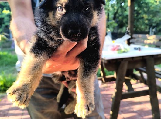 İs Deyisimi Sebebiyle Annesiyle Birlikte Verilir İzmir K9 görsel