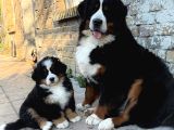 Egi̇ti̇mli̇ Bernese Yavrular