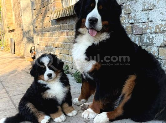 Egi̇ti̇mli̇ Bernese Yavrular