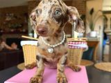 Dachshund Yavrularımız