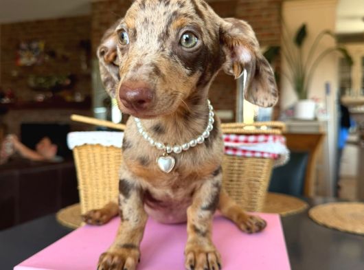 Dachshund Yavrularımız görsel