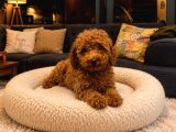 Toy Poodle Yavru Erkek Dişi Yavrular Üçretsiz Teslimat
