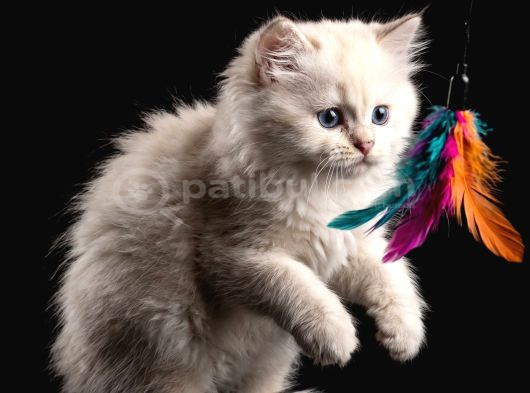 Full Şecereli Ny1233 British Long Bebek Yeni Yuvasını Arıyor Ankara görsel