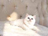 Teddy Bear İri̇ Göz Gerçek Ayi Surat Bri̇ti̇sh Yavrum