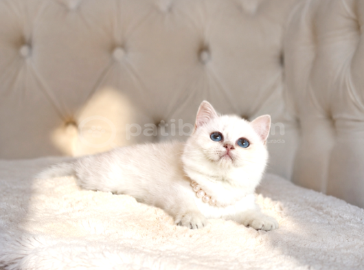 Teddy Bear İri̇ Göz Gerçek Ayi Surat Bri̇ti̇sh Yavrum görsel