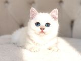 Teddy Bear İri̇ Göz Gerçek Ayi Surat Bri̇ti̇sh Yavrum