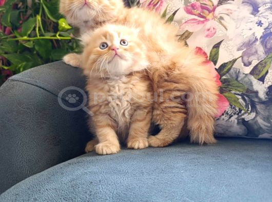 Safkan A kalite golden bebekler