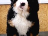 Egi̇ti̇mli̇ Bernese Yavrular