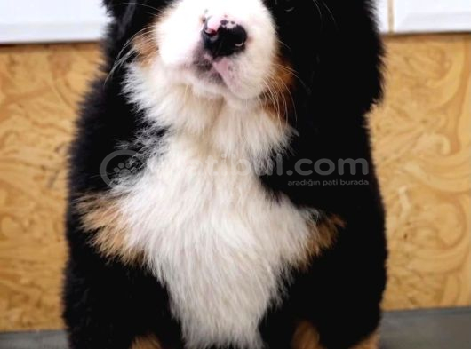 Egi̇ti̇mli̇ Bernese Yavrular görsel
