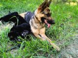 İs Deyisimi Sebebiyle Annesiyle Birlikte Verilir İzmir K9