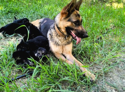 İs Deyisimi Sebebiyle Annesiyle Birlikte Verilir İzmir K9 görsel