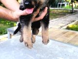 İs Deyisimi Sebebiyle Annesiyle Birlikte Verilir İzmir K9