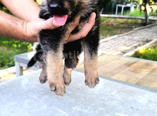 İs Deyisimi Sebebiyle Annesiyle Birlikte Verilir İzmir K9 görsel