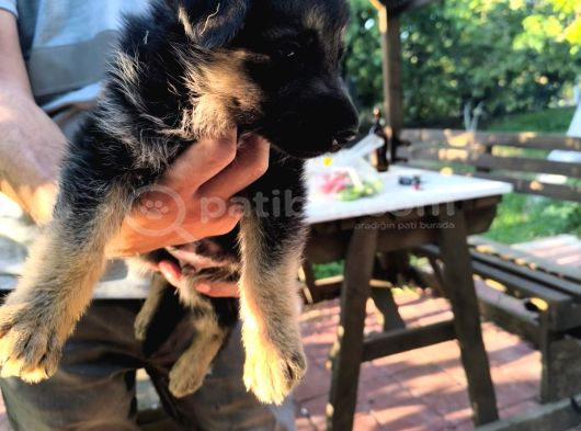 İs Deyisimi Sebebiyle Annesiyle Birlikte Verilir İzmir K9